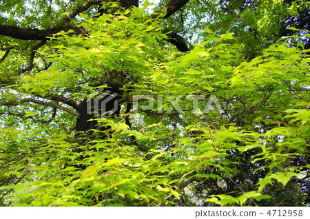 April Fu / Mangsaku family 16 fresh green 4712958