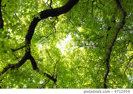 四月福/曼藏閣15新綠 4712959