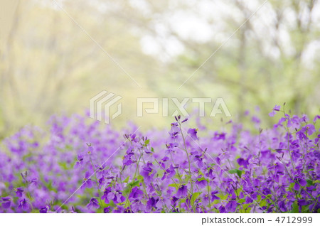 4月Murasakihanana·Brassicaidae 55花田 4712999