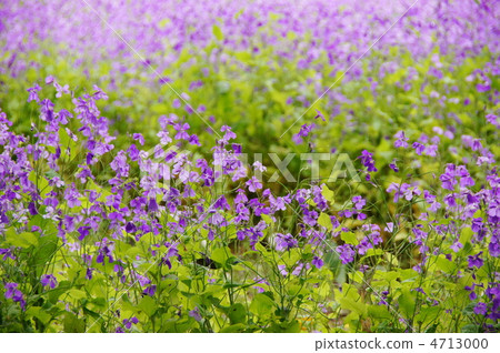 4月Murasakihanana·Brassicaidae 54花田 4713000