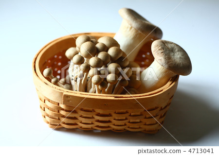 Bunashimeji and Ellinghi 4713041