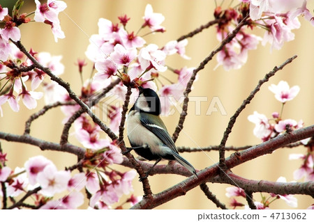 櫻花和山雀 4713062