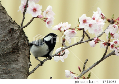 Cherry blossoms and tits 4713063