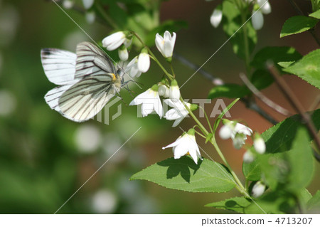 White-striped Butterfly White-striped Butterfly 4713207