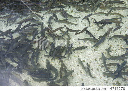 Fish in a fish pond Fish in a fish pond 4713270