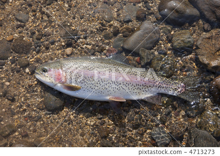 Rainbow trout fished 4713273