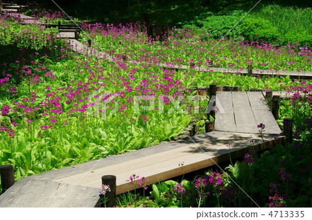 Clinkow開花的樹木 4713335