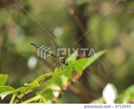 Kawatonbo which restores in fresh green Kawatonbo which restores in fresh green 4713545
