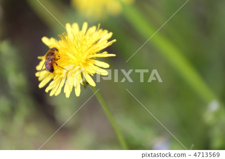 Honey bees stuck in a dandelion blooming in the mountains of spring 4713569