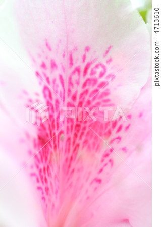 琉球杜鵑花的花瓣形成了春天的氣氛 4713610