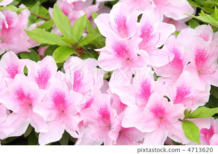琉球杜鵑花盛開在春天 4713620