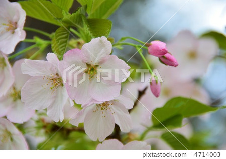 櫻花和Tsubomi 櫻花和Tsubomi 4714003