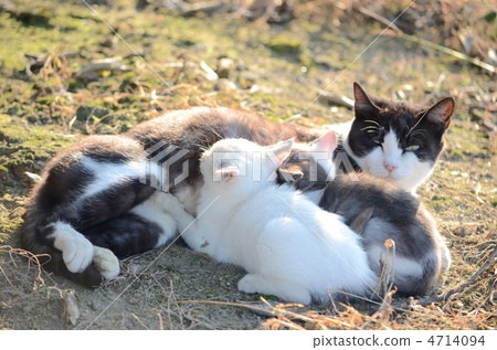 Cat parent and child 4714094