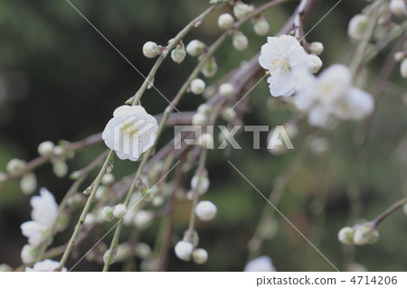 春天來了 春天來了 4714206