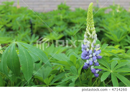 Lupine Lupine 4714260