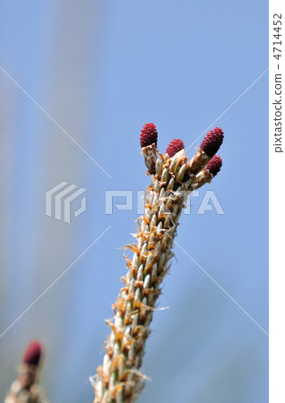 Pine cones baby Pine cones baby 4714452