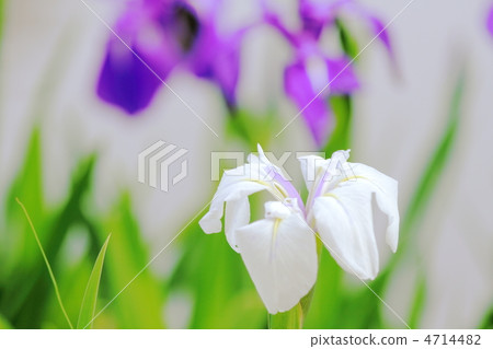 野生寶藏 4714482