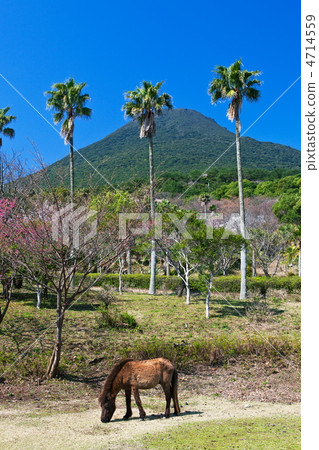 早春的足球國家公園開幕式 4714559