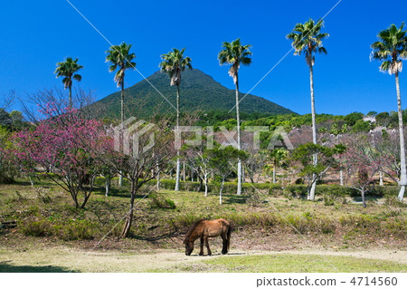 早春的足球國家公園開幕式 4714560