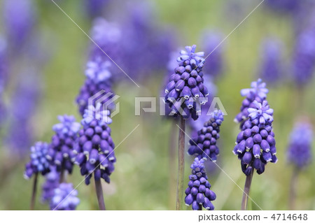 Muscari · Armenian kumu Muscari · Armenian kumu 4714648