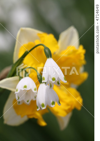 雪花 雪花 4714649