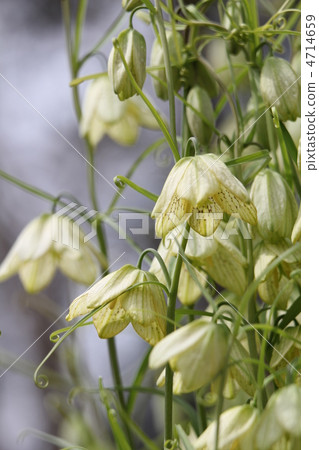 Bimo (Yuriko Henasa) 4714659