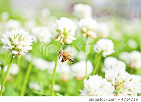 White plants and honey bees 4714719