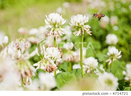 White plants and honey bees White plants and honey bees 4714721