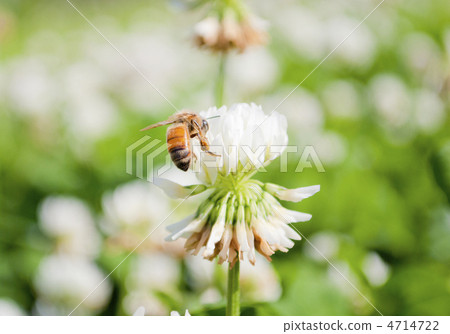 White plants and honey bees 4714722