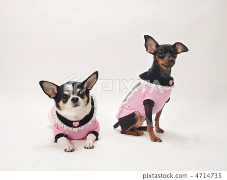 Miniature Pinscher and Chihuahua Miniature Pinscher and Chihuahua 4714735