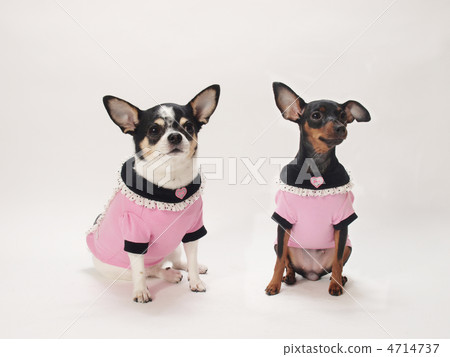 Miniature Pinscher and Chihuahua Miniature Pinscher and Chihuahua 4714737