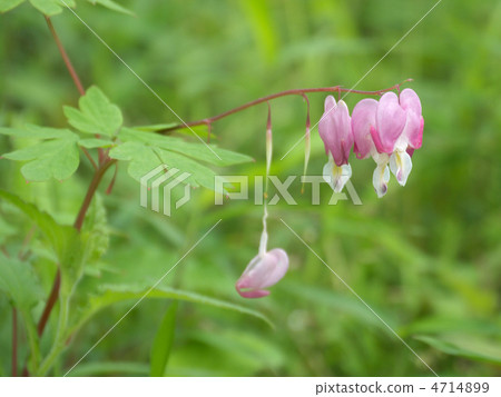 Green pepper color 4714899