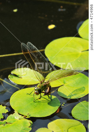 產生杜松子酒的雞蛋 4714966