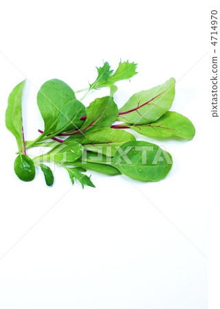 Baby leaf mix · White back vertical position 4714970