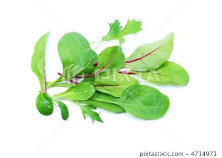 Baby Leaf Mix · White Back Horizontal Position 4714971