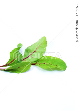 Baby leaf · Vivid beat of stem · Young leaves · White back vertical position Baby leaf · Vivid beat of stem · Young leaves · White back vertical position 4714972