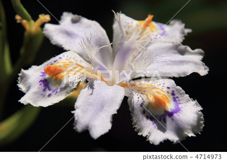 Iraceae shiga Iraceae shiga 4714973