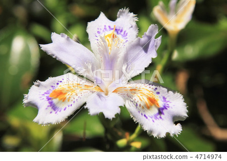 Iraceae shiga Iraceae shiga 4714974