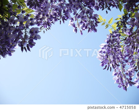 Wisteria Wisteria 4715058