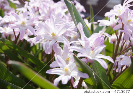 Glory of the Snow 4715077