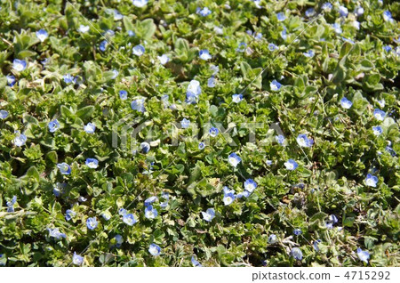 巨大的品種的大狗 4715292