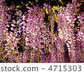  Wisteria flowers 4715303