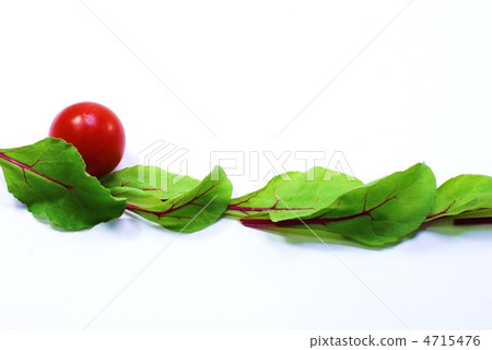 Baby leaf and mini tomato line · white back lateral position Baby leaf and mini tomato line · white back lateral position 4715476