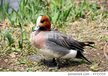 Duck 4715550