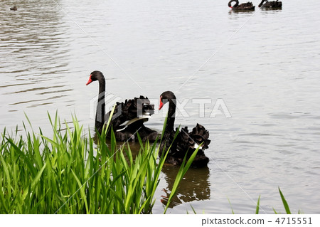 A black bird 4715551