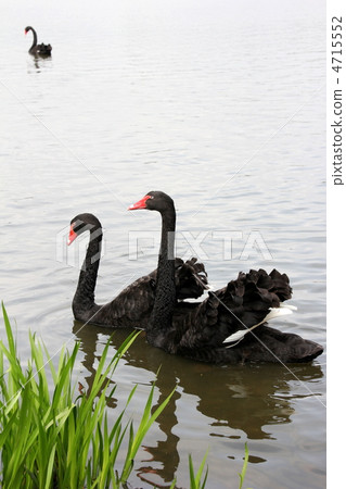 A black bird 4715552