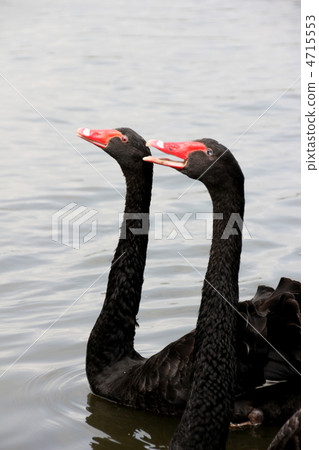 A black bird 4715553