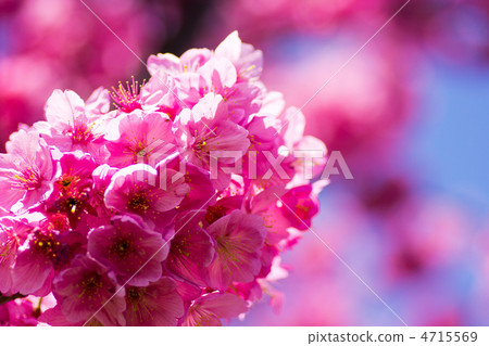 橫濱猩紅櫻桃 4715569