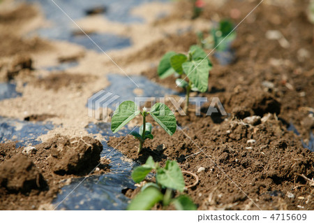 Edamame seedlings planted in the field 4715609
