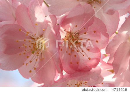 橫濱猩紅櫻桃 4715616